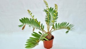 Zamia: opis, rodzaje i pielęgnacja w domu
