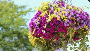 Ampel i kaskadowe petunie: cechy i różnice