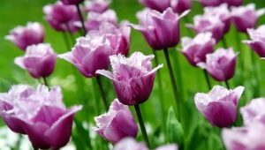 Tulipany z frędzlami: charakterystyka i najlepsze odmiany
