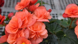 Begonia: opis, rodzaje i pielęgnacja