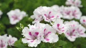 Pelargonie białe: odmiany i ich uprawa