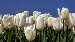 Białe tulipany: opis, odmiany i uprawa