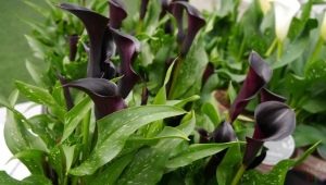 Czarne lilie calla: odmiany i ich uprawa w doniczce