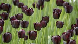 Czarne tulipany: opis, odmiany i uprawa