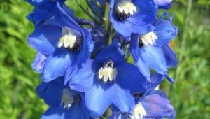 Delphinium wielkokwiatowe: odmiany i cechy pielęgnacji