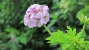 Pachnące geranium: opis, odmiany, sadzenie i pielęgnacja