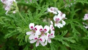 Cytryna Geranium (pelargonia): cechy i zasady pielęgnacji