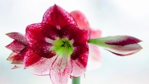 Hippeastrum: opis, rodzaje, cechy sadzenia i rozmnażania