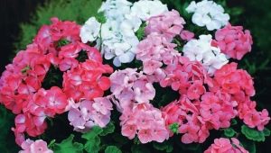 Jak podlewać pelargonie w domu zimą?