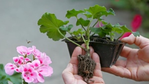 Jak prawidłowo rozmnażać pelargonie?