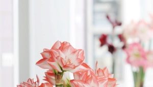 Jak dbać o hippeastrum, aby kwitło?