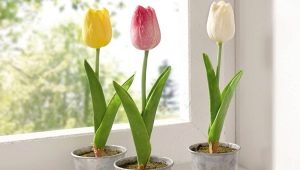 Jak uprawiać tulipany w doniczce w domu?