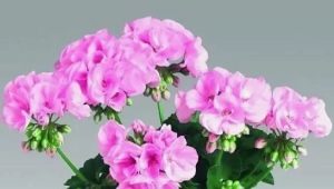 Kiedy i jak przeszczepić geranium (pelargonię)?