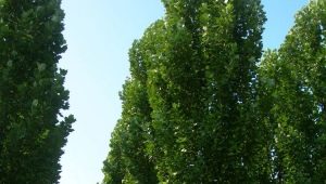 Liriodendron: cechy i rodzaje, sadzenie i pielęgnacja