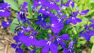 Lobelia Erinus: odmiany i cechy uprawy