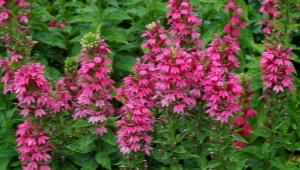 Lobelia wieloletnia: odmiany, sadzenie i pielęgnacja