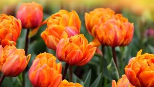 Tulipany pomarańczowe: popularne odmiany, sadzenie i pielęgnacja