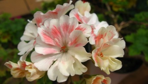 Cechy Pelargonium Lara