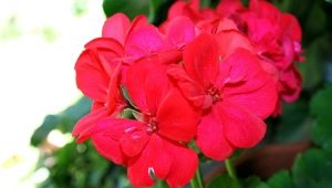 Cechy żyrandola Pelargonium