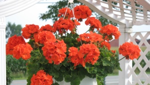 Cechy Pelargonium Maverick