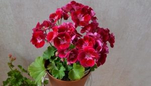 Cechy pelargonii PAC