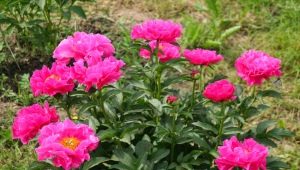 Peonie zawiera Paulę Fey
