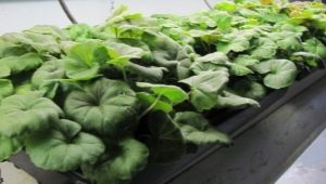 Cechy rozmnażania pelargonii przez sadzonki w domu