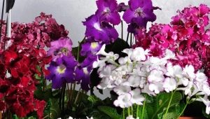 Cechy Dimetris streptocarpus