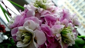Pelargonie PAC Viva: opis odmian i pielęgnacji