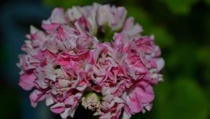 Pelargonium Yug: cechy odmian i uprawy
