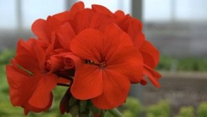 Pelargonia: charakterystyka, odmiany, uprawa