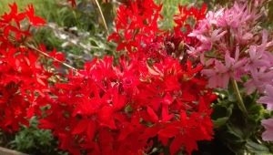 Pelargonium Quantum: cechy i opis odmian