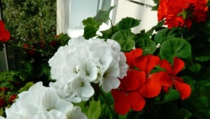 Strefa pelargonii: odmiany, zasady sadzenia i cechy pielęgnacyjne