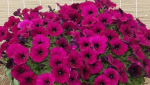 Petunia Gioconda F1: cechy, rodzaje i uprawa