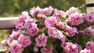 Petunia frotte: odmiany i wskazówki dotyczące uprawy