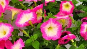 Petunia Merlin: opis i zasady opieki