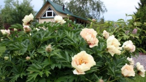 Diamenty Peonies Canari: opis odmiany, subtelności sadzenia i pielęgnacji
