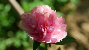 Peonies Salmon Glory: opis odmiany, subtelności sadzenia i pielęgnacji