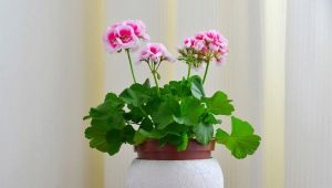 Dlaczego geranium nie kwitnie i co robić?