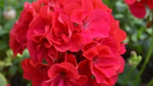 Odmiany pelargonii Bold i ich uprawa