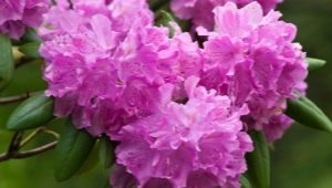 Rododendron Katevbinsky: opis odmian, sadzenie i pielęgnacja