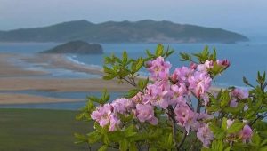 Rododendron Schlippenbacha: opis, pielęgnacja i reprodukcja