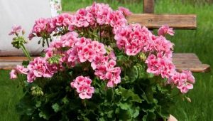 Różowe odmiany pelargonii