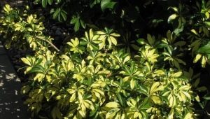 Schefflera: opis, rodzaje i pielęgnacja w domu