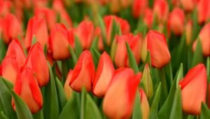 Tulipany Lalibela: opis odmiany i subtelności jej uprawy