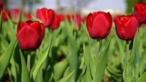 Parada tulipanów: opis odmiany i cechy jej uprawy