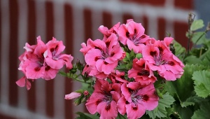 Wszystko o geranium
