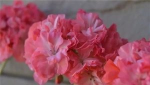 Wszystko o Pelargonium Edwards