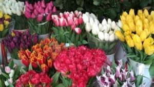 Zmuszanie tulipanów do 8 marca w domu