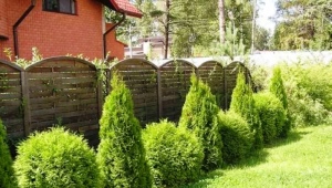 Czym różni się zachodnia Brabancja Thuja od odmiany Smaragd?